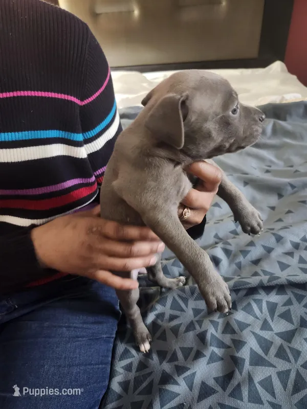 #2 Price Negotiable – American Pit Bull Terrier puppy for sale in Dickson City, PA