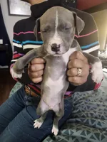 #1 Price Negotiable, a female American Pit Bull Terrier for sale in Dickson City, PA – Photo 3 of 4
