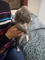 #1 Price Negotiable, a female American Pit Bull Terrier for sale in Dickson City, PA – Photo 4 of 4