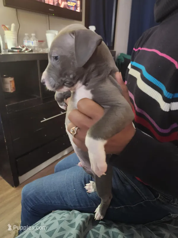 #1 Price Negotiable – American Pit Bull Terrier puppy for sale in Dickson City, PA