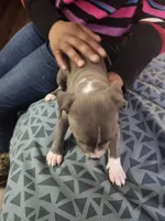 #1 Price Negotiable, a female American Pit Bull Terrier for sale in Dickson City, PA – Photo 2 of 4