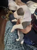 #3 Price Negotiable, a female American Pit Bull Terrier for sale in Dickson City, PA – Photo 3 of 5