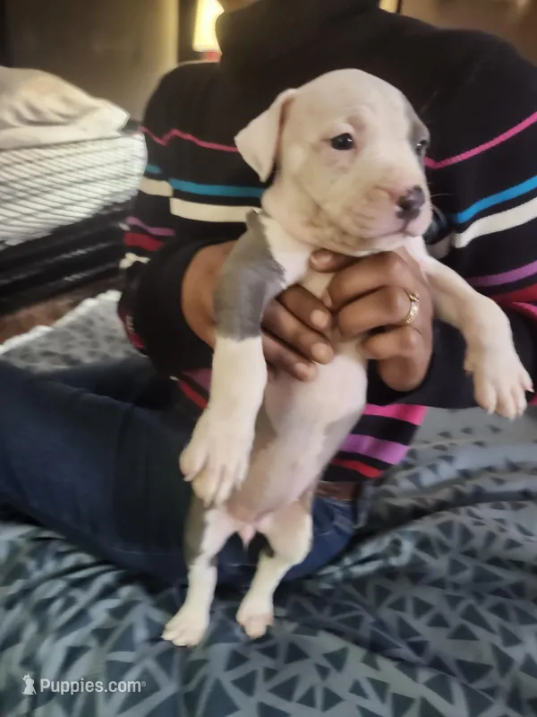 #3 Price Negotiable – American Pit Bull Terrier puppy for sale in Dickson City, PA
