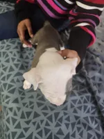 #3 Price Negotiable, a female American Pit Bull Terrier for sale in Dickson City, PA – Photo 4 of 5