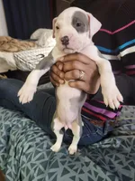 #3 Price Negotiable, a female American Pit Bull Terrier for sale in Dickson City, PA – Photo 5 of 5