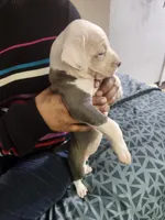 #3 Price Negotiable, a female American Pit Bull Terrier for sale in Dickson City, PA – Photo 2 of 5