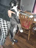 Paws, a male American Staffordshire Terrier for sale in Mayfield, PA – Photo 8 of 8