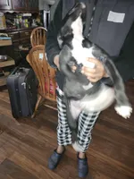 Paws, a male American Staffordshire Terrier for sale in Mayfield, PA – Photo 5 of 8