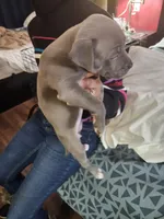 #6 Price Negotiable, a male American Pit Bull Terrier for sale in Dickson City, PA – Photo 3 of 5