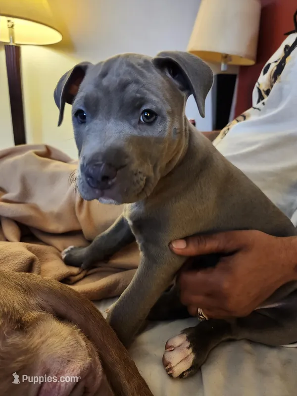 #6 Price Negotiable – American Pit Bull Terrier puppy for sale in Dickson City, PA
