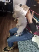 #6 Price Negotiable, a male American Pit Bull Terrier for sale in Dickson City, PA – Photo 2 of 5