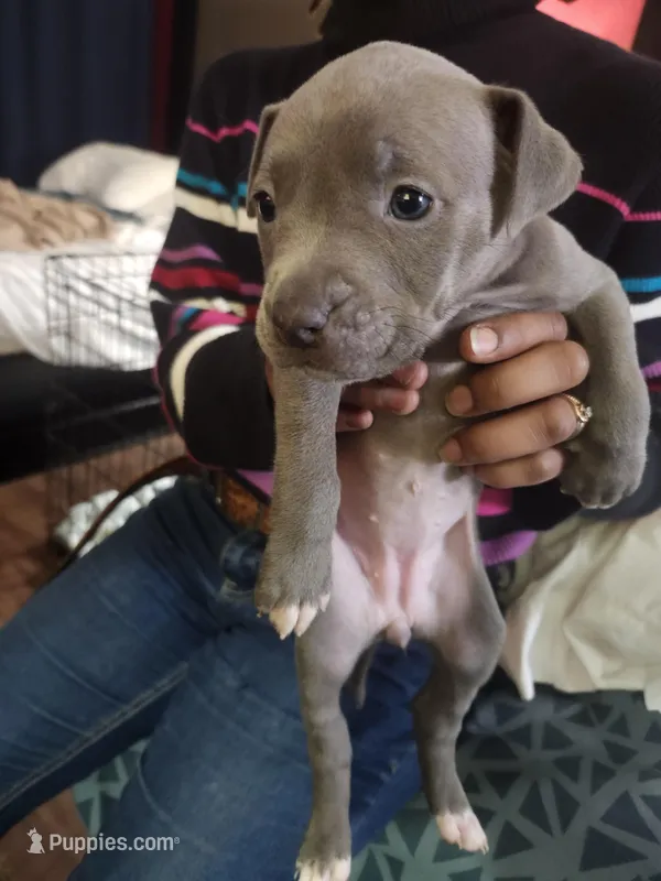 #6 Price Negotiable – American Pit Bull Terrier puppy for sale in Dickson City, PA
