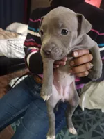 #6 Price Negotiable, a male American Pit Bull Terrier for sale in Dickson City, PA – Photo 1 of 5