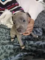 #6 Price Negotiable, a male American Pit Bull Terrier for sale in Dickson City, PA – Photo 4 of 5