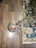 #3, a female American Staffordshire Terrier for sale in Mayfield, PA – Photo 6 of 8