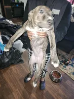 #3, a female American Staffordshire Terrier for sale in Mayfield, PA – Photo 7 of 8