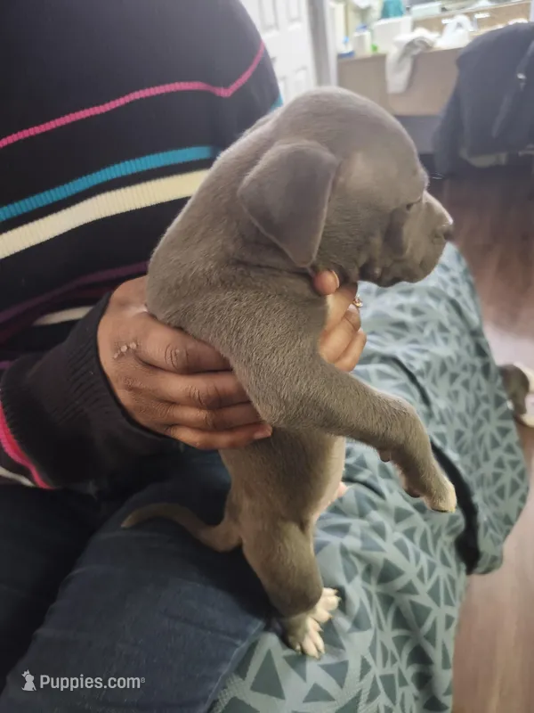 #4 Price Negotiable – American Pit Bull Terrier puppy for sale in Dickson City, PA