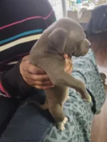 #4 Price Negotiable, a male American Pit Bull Terrier for sale in Dickson City, PA – Photo 1 of 4