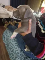 #4 Price Negotiable, a male American Pit Bull Terrier for sale in Dickson City, PA – Photo 2 of 4