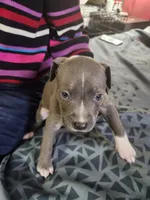 #4 Price Negotiable, a male American Pit Bull Terrier for sale in Dickson City, PA – Photo 3 of 4