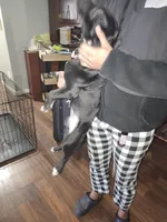 Likkle Bit, a female American Staffordshire Terrier for sale in Mayfield, PA – Photo 7 of 7