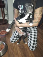 Likkle Bit, a female American Staffordshire Terrier for sale in Mayfield, PA – Photo 4 of 7