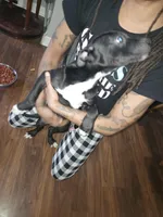 Likkle Bit, a female American Staffordshire Terrier for sale in Mayfield, PA – Photo 6 of 7