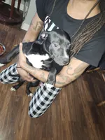 Likkle Bit, a female American Staffordshire Terrier for sale in Mayfield, PA – Photo 5 of 7