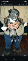 Likkle Bit, a female American Staffordshire Terrier for sale in Mayfield, PA – Photo 1 of 7