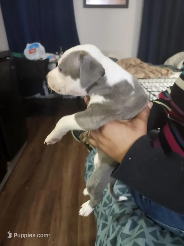 #5 Price Negotiable – American Pit Bull Terrier puppy for sale in Dickson City, PA
