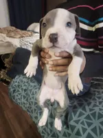#5 Price Negotiable, a female American Pit Bull Terrier for sale in Dickson City, PA – Photo 3 of 4