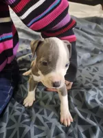 #5 Price Negotiable, a female American Pit Bull Terrier for sale in Dickson City, PA – Photo 4 of 4
