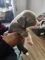 #5 Price Negotiable, a female American Pit Bull Terrier for sale in Dickson City, PA – Photo 2 of 4