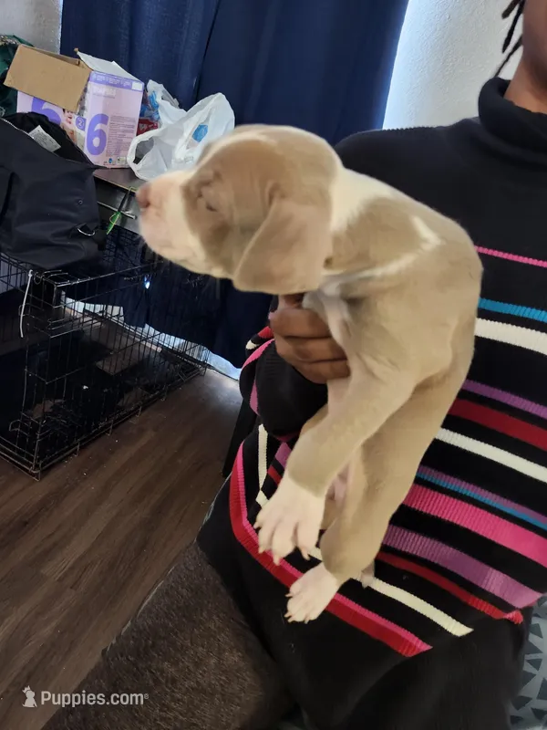#8 Price Negotiable – American Pit Bull Terrier puppy on hold in Dickson City, PA