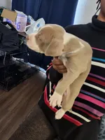 #8 Price Negotiable, a female American Pit Bull Terrier for sale in Dickson City, PA – Photo 1 of 4