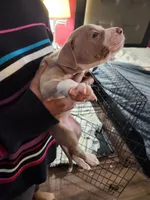 #8 Price Negotiable, a female American Pit Bull Terrier for sale in Dickson City, PA – Photo 3 of 4