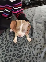 #8 Price Negotiable, a female American Pit Bull Terrier for sale in Dickson City, PA – Photo 4 of 4