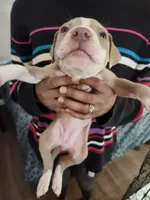 #8 Price Negotiable, a female American Pit Bull Terrier for sale in Dickson City, PA – Photo 2 of 4