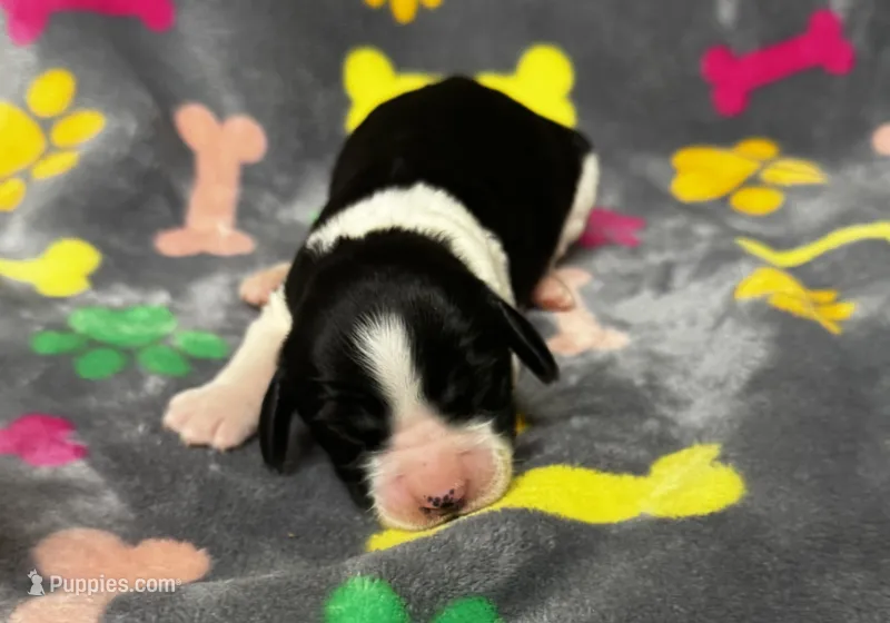 Rylee Boy 6 – English Springer Spaniel puppy for sale in Bristol, SD
