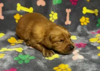 Willow Girl 1, a female Golden Retriever for sale in Bristol, SD – 2 of 5