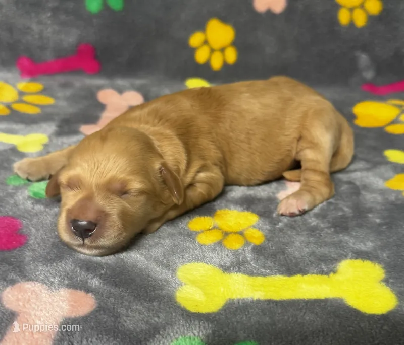 Kady Boy 1 – Goldendoodle puppy for sale in Bristol, SD