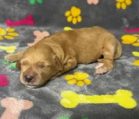 Kady Boy 1, a male Goldendoodle for sale in Bristol, SD – 1 of 5