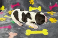 Rylee Boy 1, a male English Springer Spaniel for sale in Bristol, SD – 2 of 7