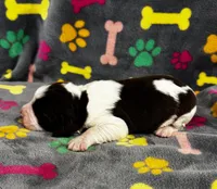 Finley Girl 2, a female English Springer Spaniel for sale in Bristol, SD – 7 of 7