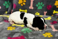 Finley Boy 2, a male English Springer Spaniel for sale in Bristol, SD – 8 of 9
