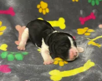 Rylee Boy 8, a male English Springer Spaniel for sale in Bristol, SD – 2 of 6