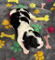 Finley Boy 3, a male English Springer Spaniel for sale in Bristol, SD – 6 of 7