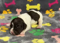 Finley Boy 1, a male English Springer Spaniel for sale in Bristol, SD – Photo 5 of 7