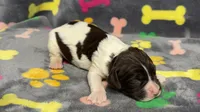 Finley Boy 1, a male English Springer Spaniel for sale in Bristol, SD – Photo 4 of 7
