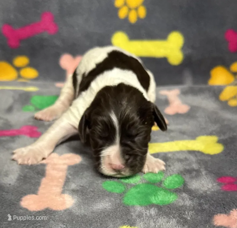 Finley Boy 1 – English Springer Spaniel puppy for sale in Bristol, SD